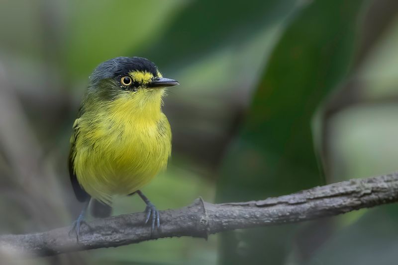 Yellow-lored Tody-Flycatcher