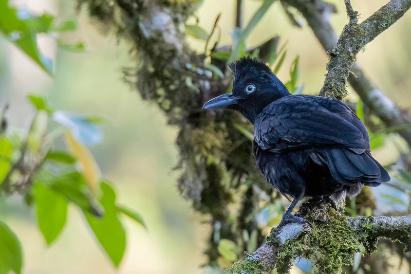 Amazonian Umbrellabird