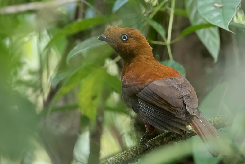 Andean Cock-of-the-rock (f)
