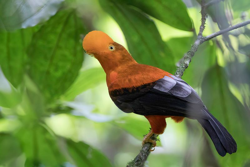 Andean Cock-of-the-rock (m)