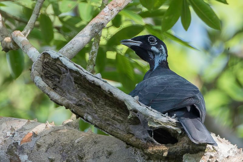 Bare-necked Fruitcrow