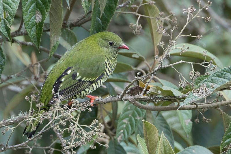 Barred Fruiteater (f)
