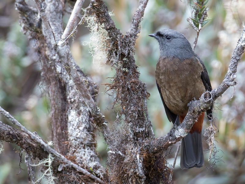 Bay-vented Cotinga (f)