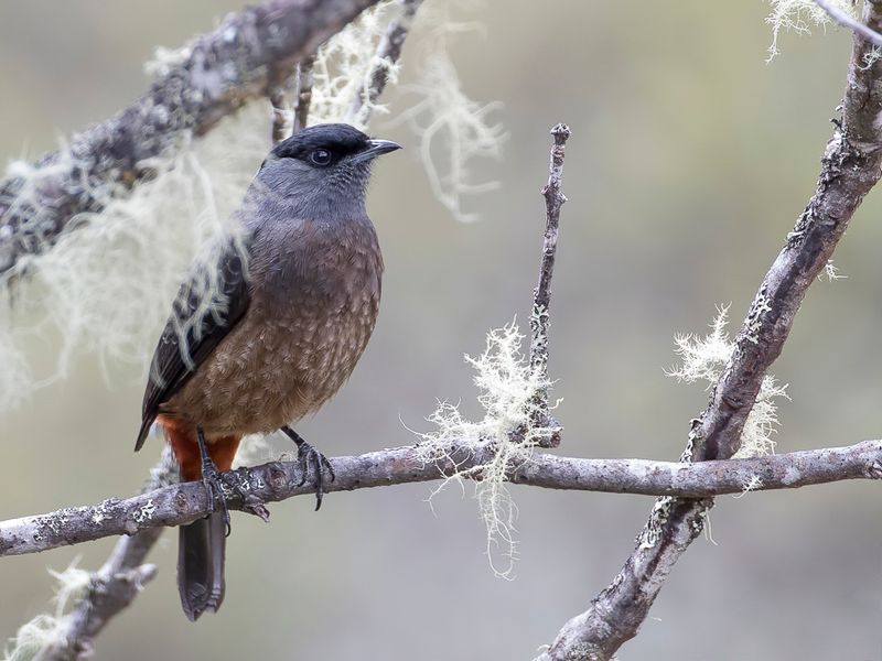 Bay-vented Cotinga (m)