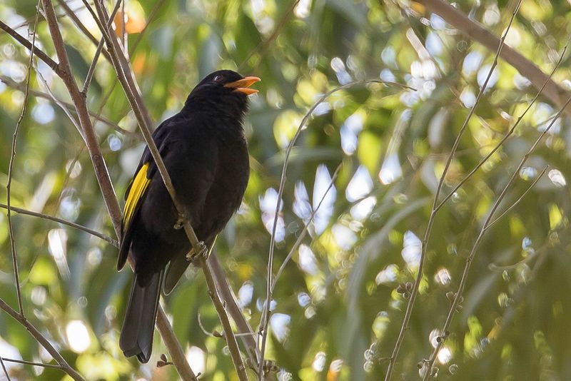 Black-and-gold Cotinga