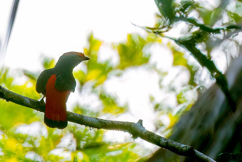 Black-necked Red Cotinga