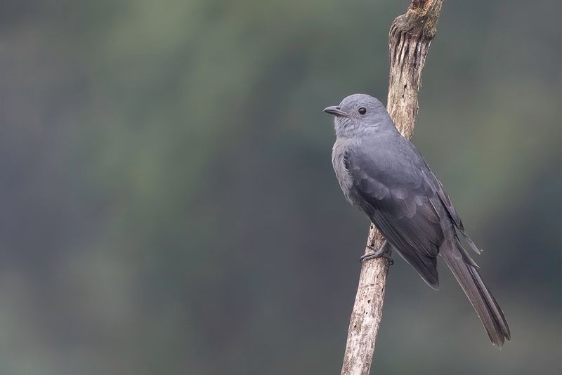 Dusky Piha