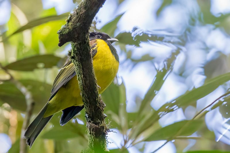 Hooded Berryeater