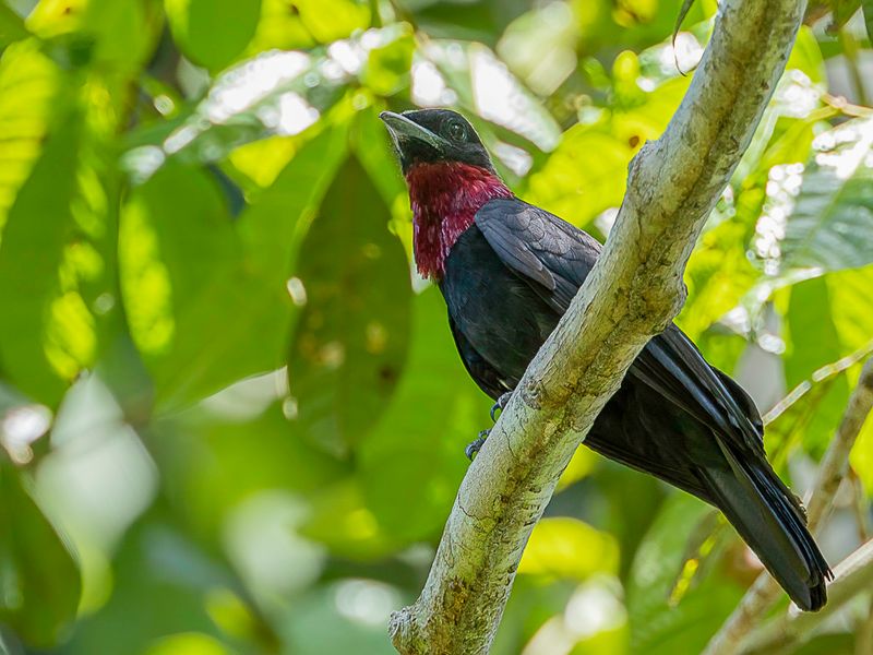 Purple-throated Fruitcrow (m)