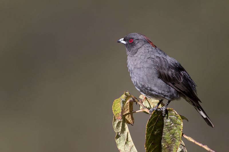 Red-crested Cotinga