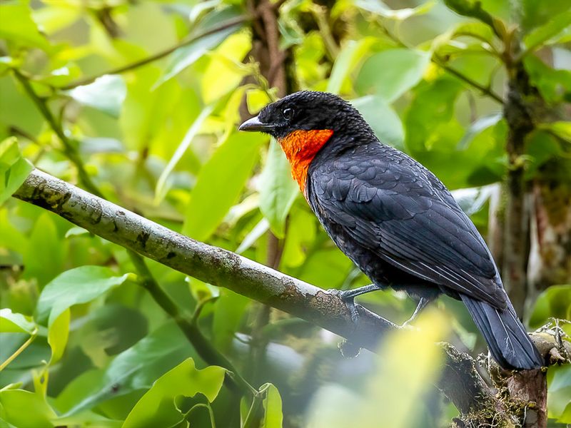 Red-ruffed Fruitcrow