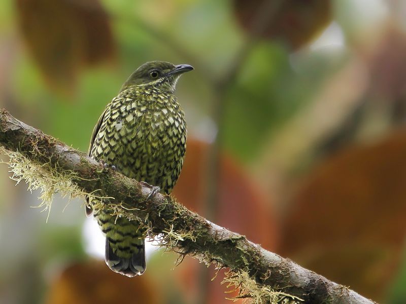 Scaled Fruiteater