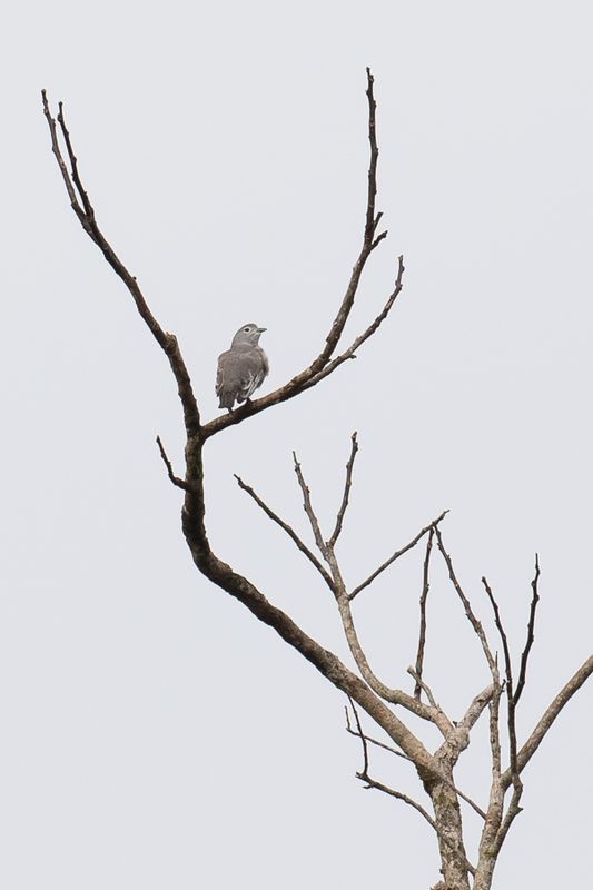 Snowy Cotinga