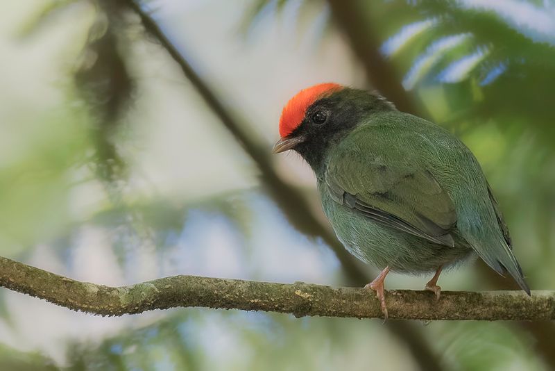 Blue Manakin (juvenile m)