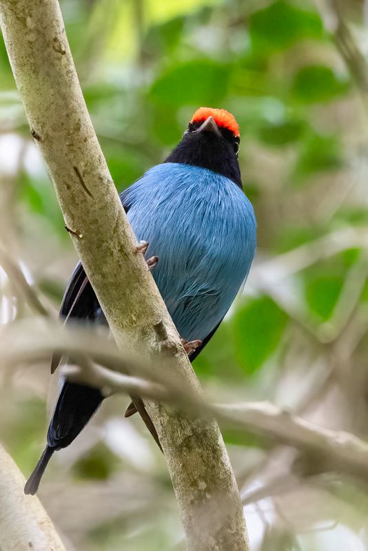 Blue Manakin