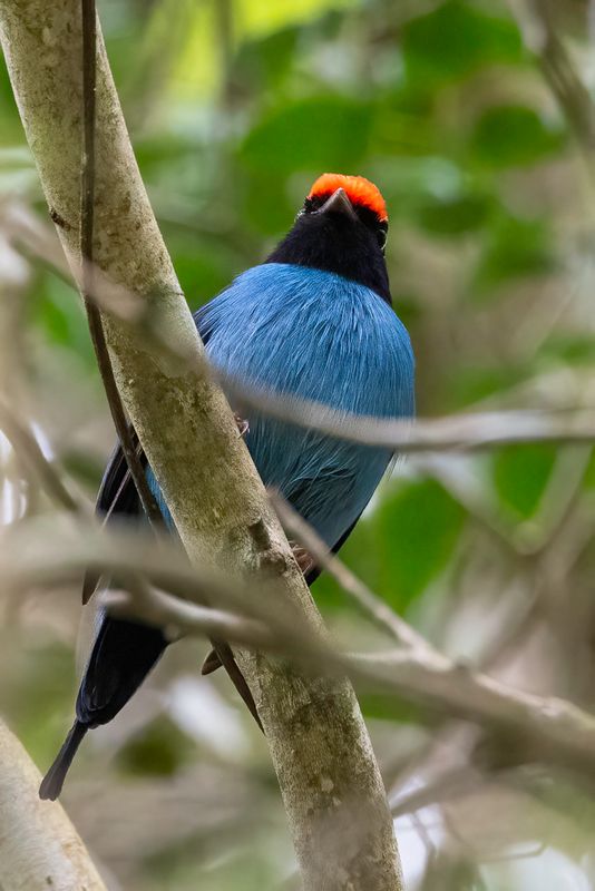 Blue Manakin