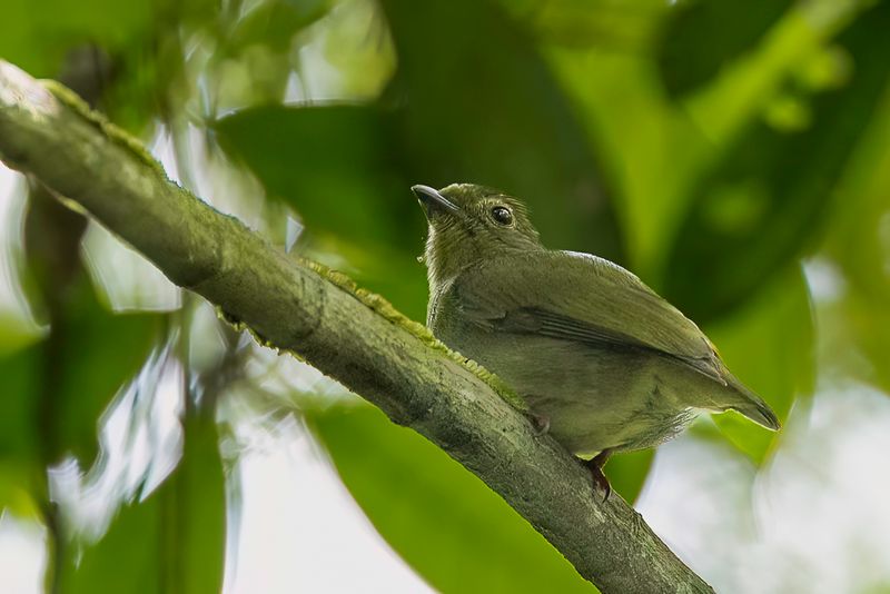 Blue-backed Manakin (f)