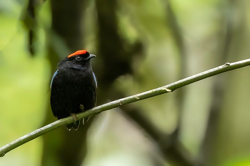 Blue-backed Manakin (m)