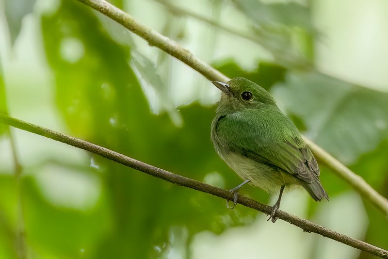 Blue-capped Manakin (f)