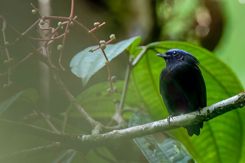 Blue-capped Manakin (m)
