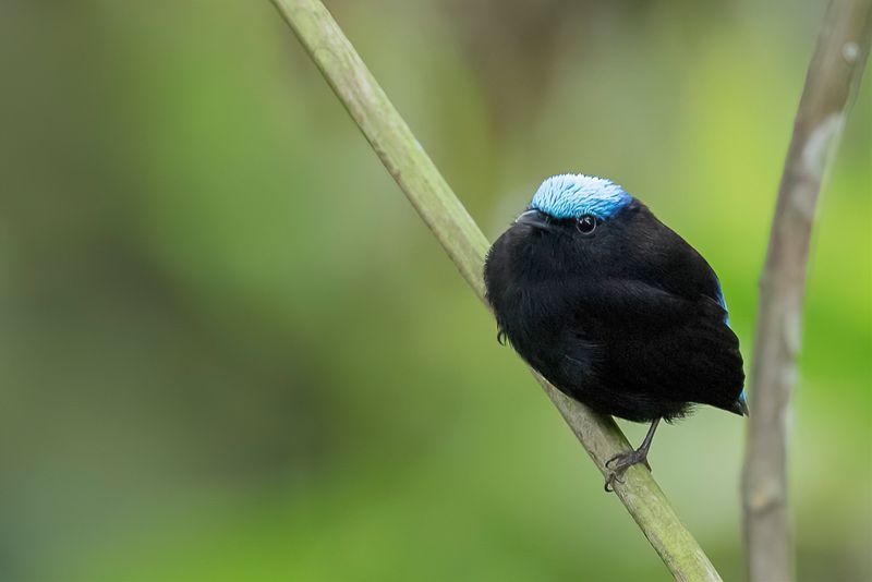 Cerulean-capped Manakin (m)