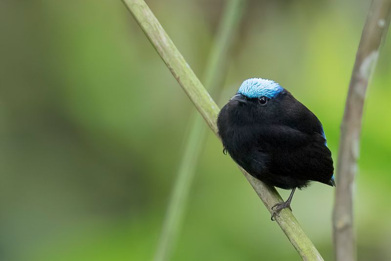 Cerulean-capped Manakin (m)