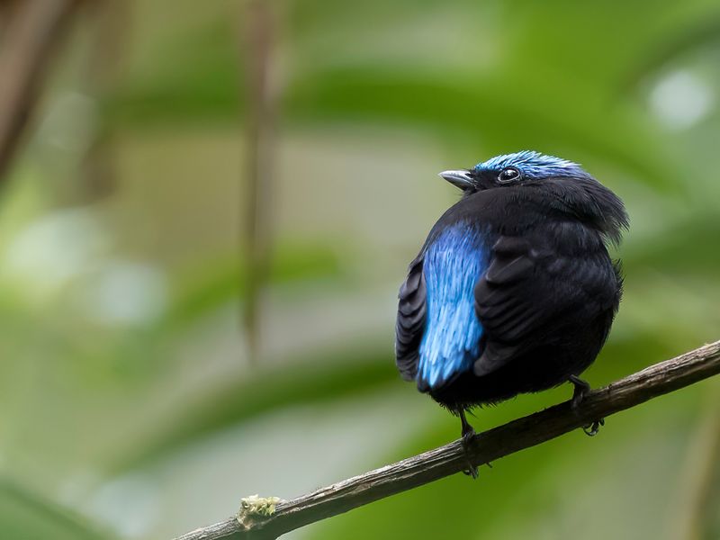 Cerulean-capped Manakin