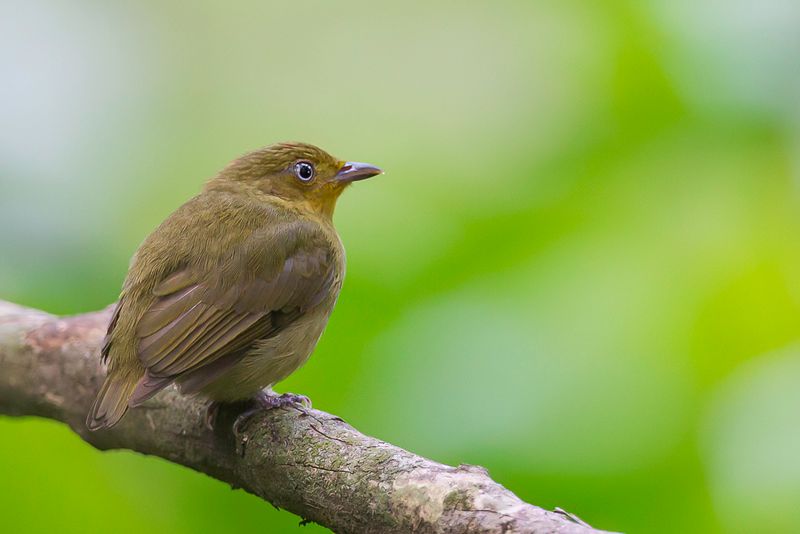 Crimson-hooded Manakin (f)