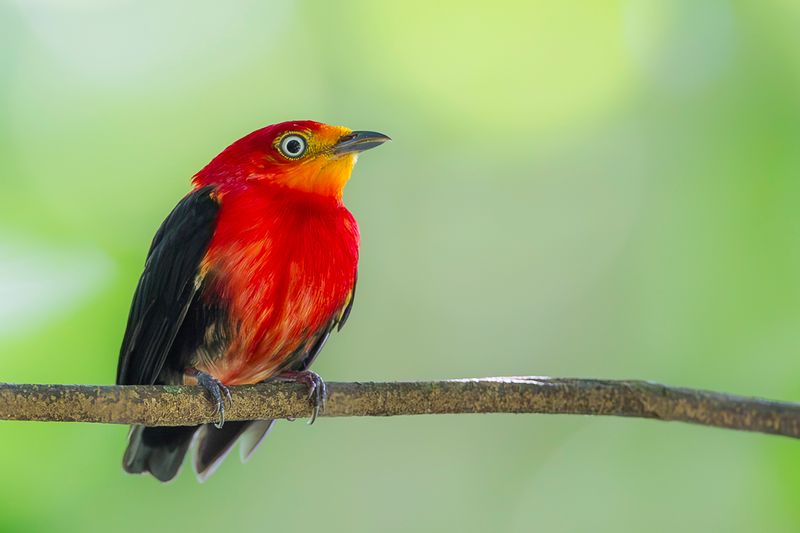Crimson-hooded Manakin (m)