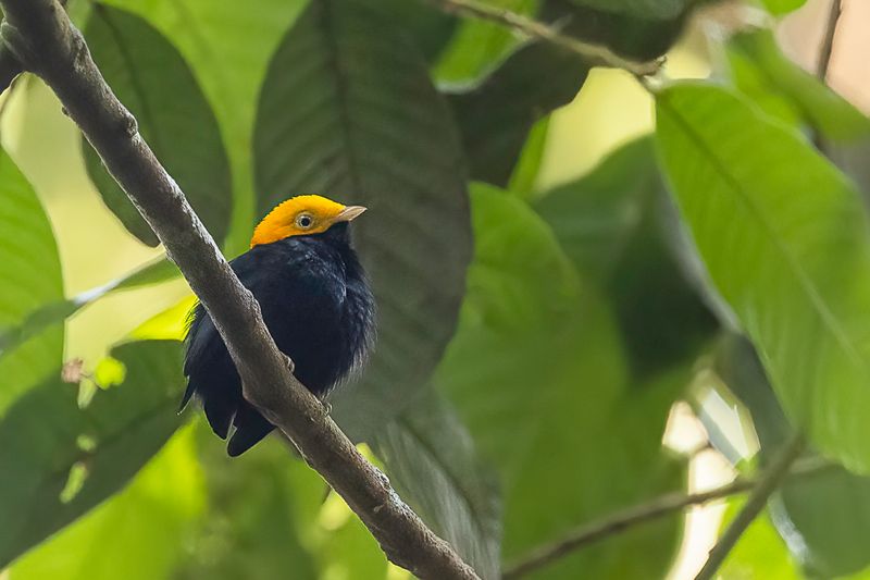 Golden-headed Manakin (m)