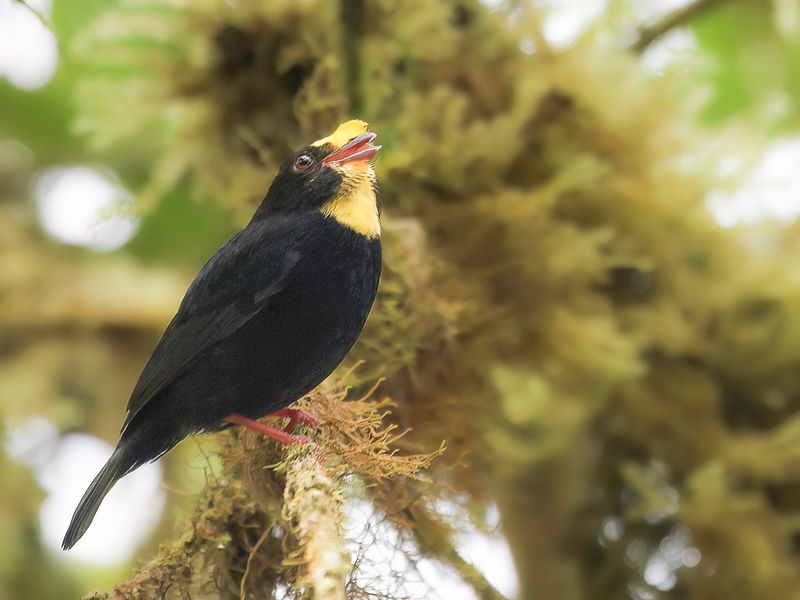 Golden-winged Manakin