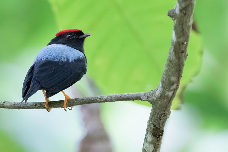 Lance-tailed Manakin (m)