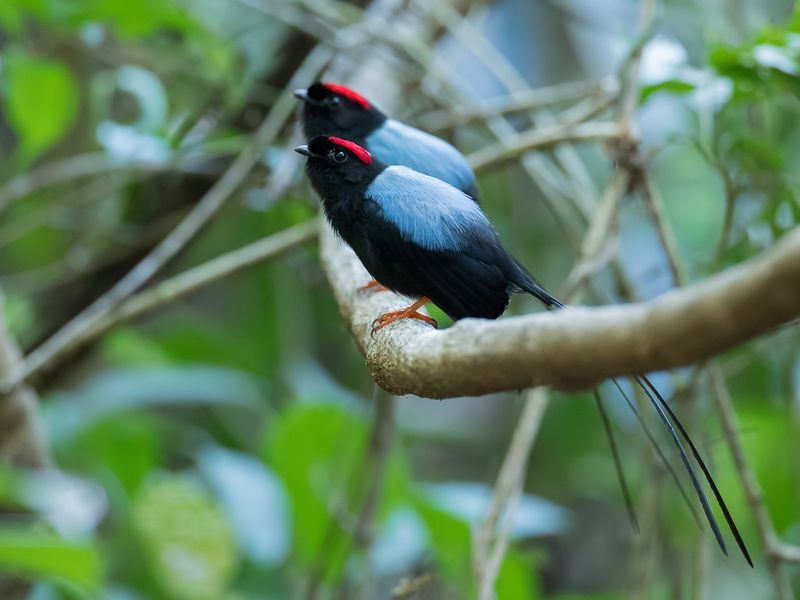 Long-tailed Manakin (m)