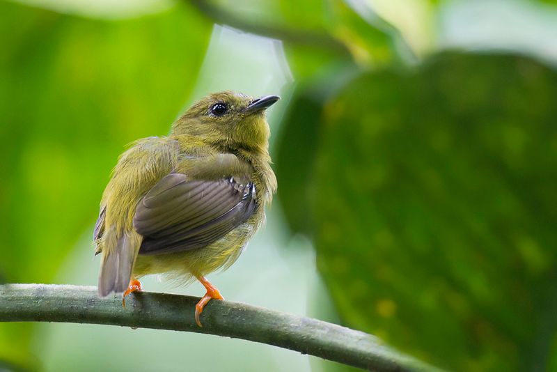 Orange-collared Manakin (f)