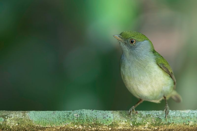 Pin-tailed Manakin (f)