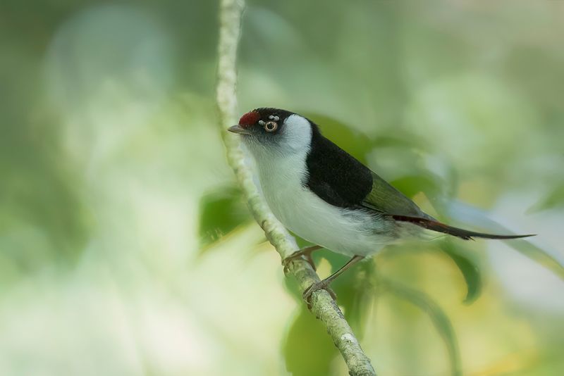 Pin-tailed Manakin (m)
