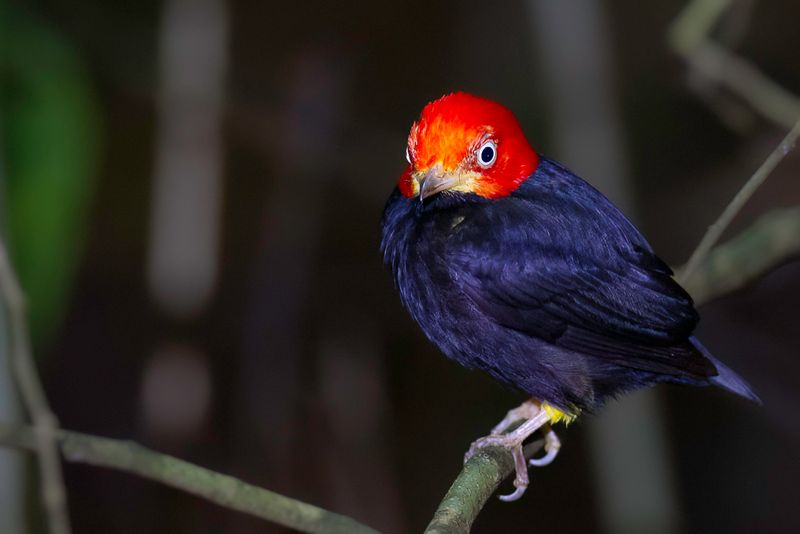 Red-capped Manakin (m)