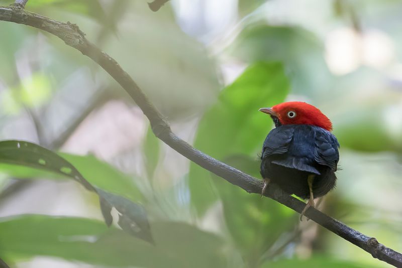 Round-tailed Manakin