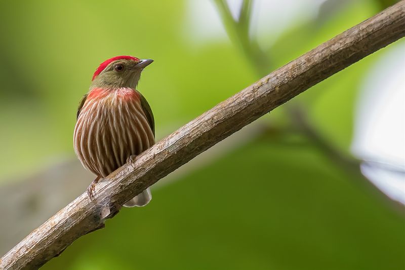 Striolated Manakin
