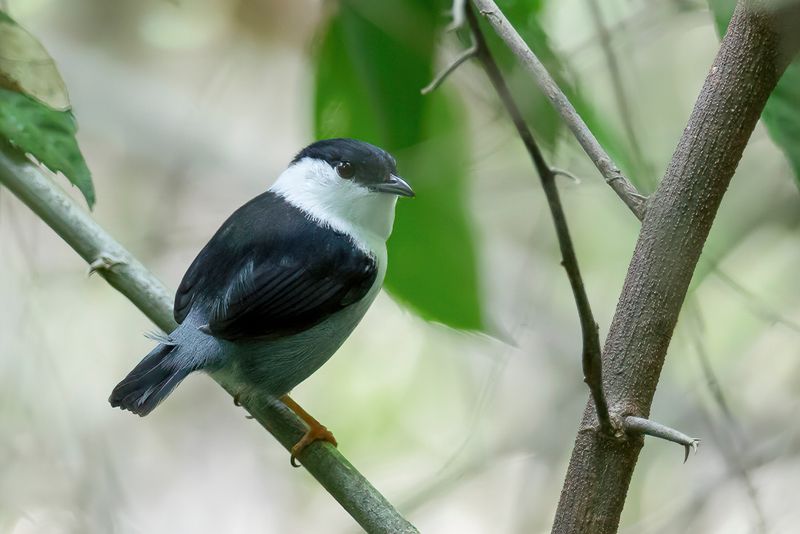 White-bearded Manakin (m)