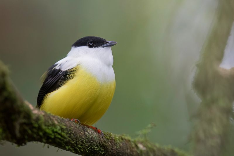 White-collared Manakin (m)