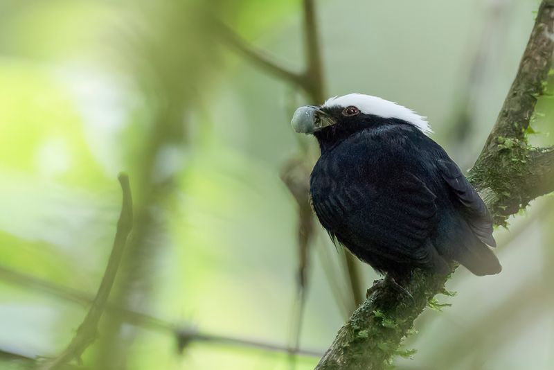 White-crowned Manakin