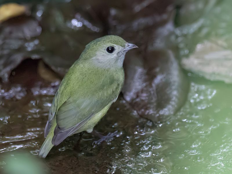 White-ruffed Manakin (f)