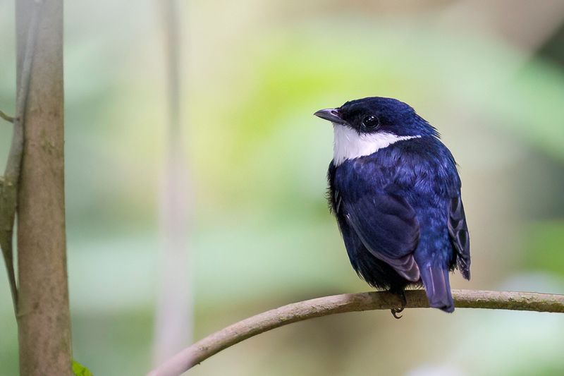 White-ruffed Manakin