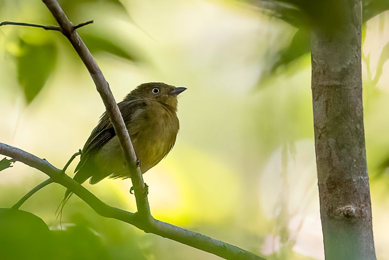Wire-tailed Manakin (f)