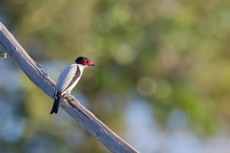 Black-tailed Tityra