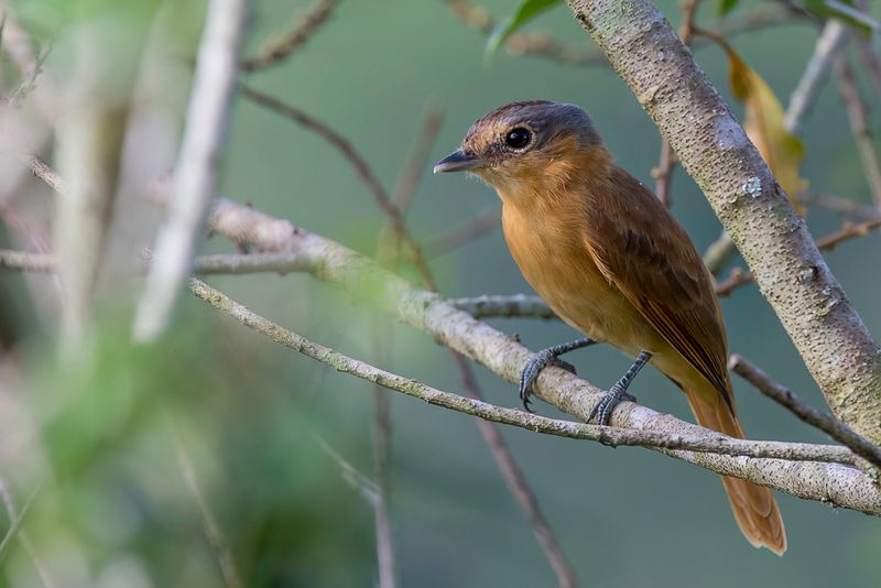 Chestnut-crowned Becard