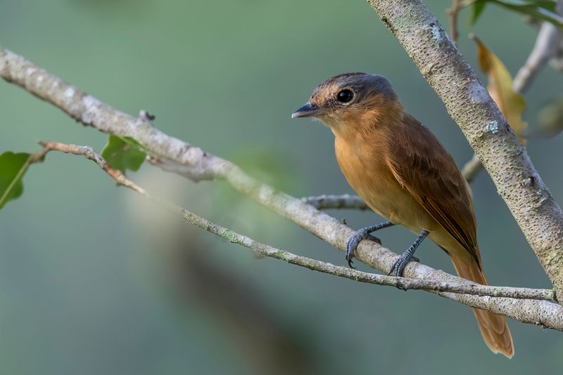 Chestnut-crowned Becard