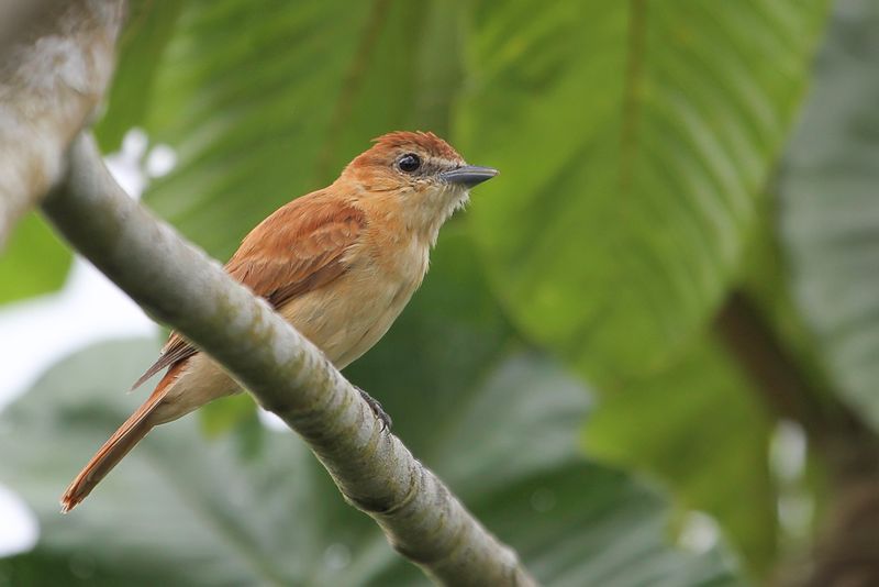 Cinnamon Becard