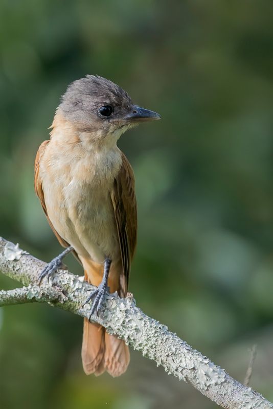 Crested Becard